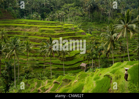 Im Bereich Tegallalang des zentral-Bali befinden sich einige der spektakulärsten und dramatische Reisterrassen auf Bali, Indonesien. Stockfoto