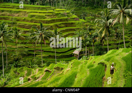 Im Bereich Tegallalang des zentral-Bali befinden sich einige der spektakulärsten und dramatische Reisterrassen auf Bali, Indonesien. Stockfoto