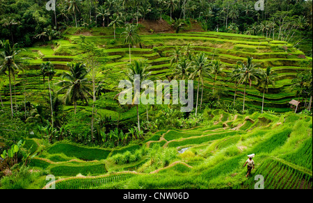 Im Bereich Tegallalang des zentral-Bali befinden sich einige der spektakulärsten und dramatische Reisterrassen auf Bali, Indonesien. Stockfoto