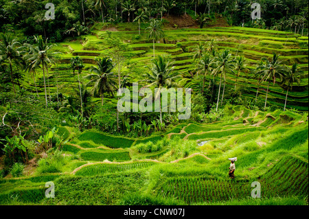 Im Bereich Tegallalang des zentral-Bali befinden sich einige der spektakulärsten und dramatische Reisterrassen auf Bali, Indonesien. Stockfoto
