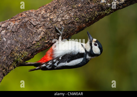 BUNTSPECHT KOPFÜBER AN EINEM AST HÄNGEN Stockfoto