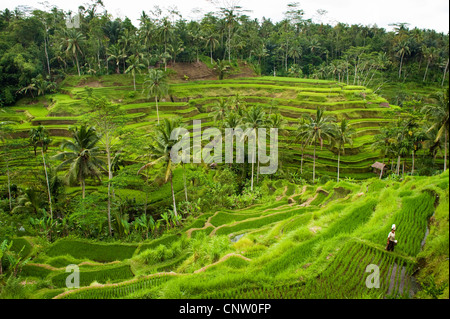Im Bereich Tegallalang des zentral-Bali befinden sich einige der spektakulärsten und dramatische Reisterrassen auf Bali, Indonesien. Stockfoto