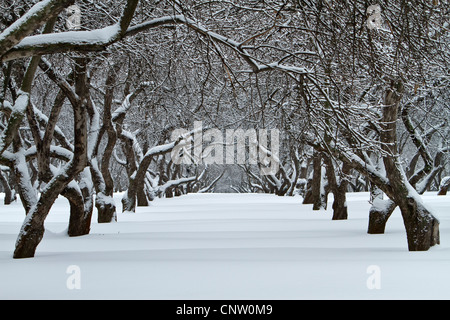 Apfelplantage im Winter an einem bewölkten Tag mit Neuschnee bedeckt. Stockfoto