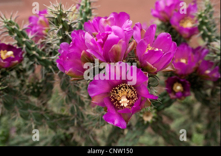 Cholla, möglicherweise eine Cane Cholla (Cylindropuntia Imbricata) in voller Blüte im Red Rocks State Park, Morrison, Colorado Stockfoto