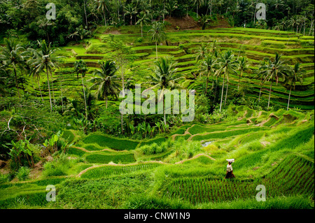 Im Bereich Tegallalang des zentral-Bali befinden sich einige der spektakulärsten und dramatische Reisterrassen auf Bali, Indonesien. Stockfoto