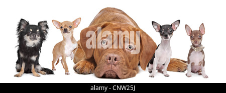 vier Chihuahua Hunde und eine Dogge de Bordeaux vor einem weißen Hintergrund. Stockfoto