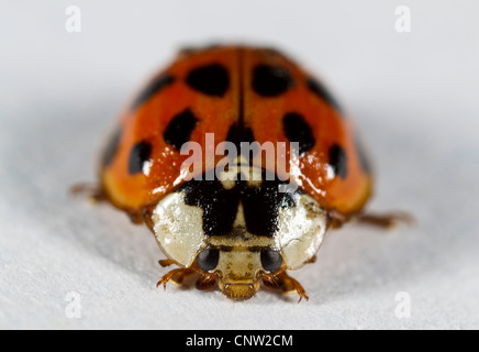 Harlekin-Marienkäfer (Harmonia Axyridis), Succinea Form (Orange mit schwarzen Flecken).  Beachten Sie die charakteristische weiße Ränder auf Protonum. Stockfoto