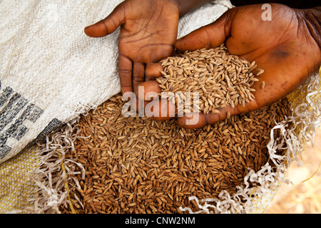 Frau und Kind Hände mit lokalen, Land Reiskörner, im Dorf in der Nähe von Tiwaii Insel, Sierra Leone. Stockfoto