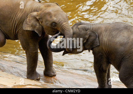 Asiatischer Elefant Babys spielen, Pinnawala Elefanten Waisenhaus, Lima, Sri Lanka Stockfoto