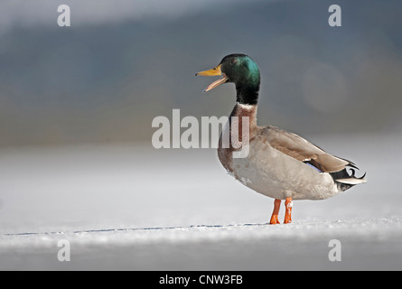 Stockente (Anas Platyrhynchos), Drake, stehend auf zugefrorenen See, Großbritannien, Schottland, Cairngorm National Park Stockfoto