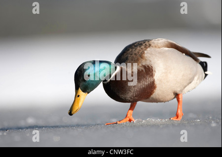 Stockente (Anas Platyrhynchos), Drake, die auf der Suche nach Nahrung auf einem zugefrorenen See, Großbritannien, Schottland, Cairngorm National Park Stockfoto