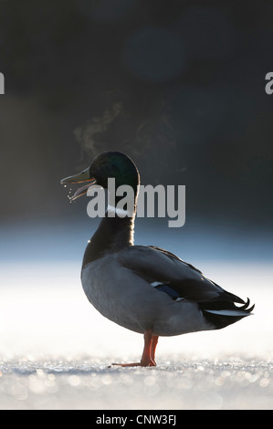 Stockente (Anas Platyrhynchos), Drake, stehend auf zugefrorenen See, Großbritannien, Schottland, Cairngorm National Park Stockfoto