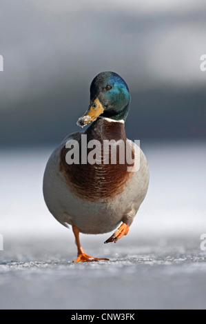 Stockente (Anas Platyrhynchos), Drake, die auf der Suche nach Nahrung auf einem zugefrorenen See, Großbritannien, Schottland, Cairngorm National Park Stockfoto