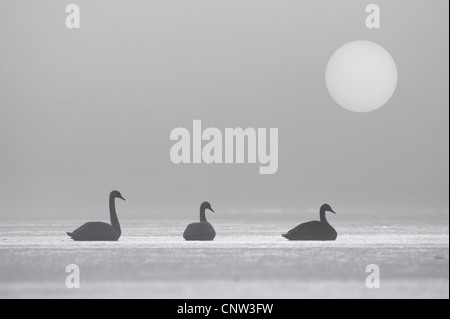 Höckerschwan (Cygnus Olor), drei Vögel sitzen auf einem zugefrorenen See morgens Nebel, Großbritannien, Schottland, Cairngorm National Park Stockfoto