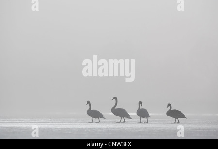 Höckerschwan (Cygnus Olor), vier Vögel, die zu Fuß über einen gefrorenen See hinter einander morgens Nebel, Großbritannien, Schottland, Cairngorm National Park Stockfoto