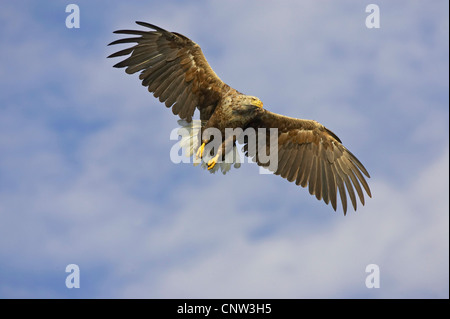 Meer Seeadler (Haliaeetus Horste), fliegen, Norwegen, Flatanger Stockfoto