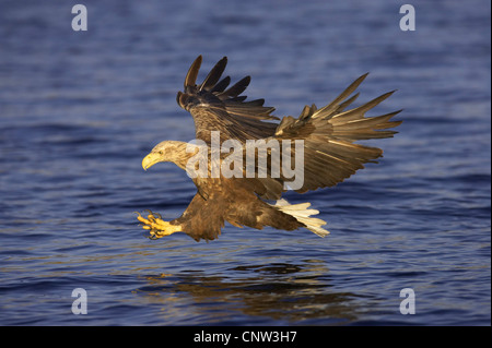 Meer Seeadler (Haliaeetus Horste), fliegen in der Nähe der Wasseroberfläche beim Fang von Fischen, direkt vor dem Tauchen der Krallen ins Wasser, Norwegen, Flatanger Stockfoto