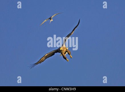 Meer Seeadler (Haliaeetus Horste), Küstenseeschwalbe gleiten in einem klaren blauen Himmel mit einer Plünderung des viel größeren Vogels von oben, Norwegen, Flatanger Seeadler Stockfoto