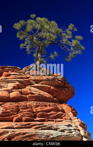 Ponderosa Pine, westliche gelbe Kiefer, Black Jack Kiefer, Bull (Pinus Ponderosa), knorrige Kiefer auf Sandstein, Coyote Buttes North, Zion National Park, Arizona, USA Stockfoto