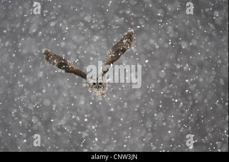 Eurasische Waldkauz (Strix Aluco), während des Fluges in Schneefall, Großbritannien, Schottland, Cairngorm National Park Stockfoto