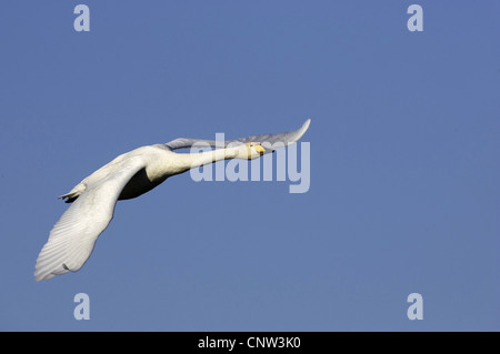 Singschwan (Cygnus Cygnus), Erwachsene im Flug, Großbritannien, Schottland, Solway Forth Stockfoto