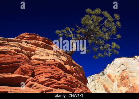 Ponderosa Pine, westliche gelbe Kiefer, Black Jack Kiefer, Bull (Pinus Ponderosa), knorrige Kiefer auf Sandstein, Coyote Buttes North, Zion National Park, Arizona, USA Stockfoto