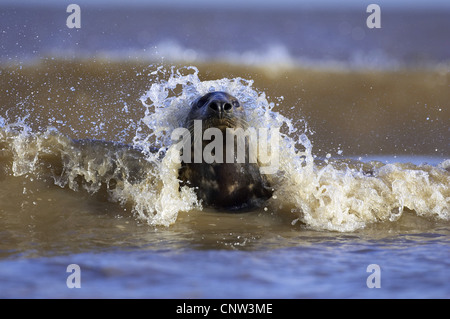 graue Dichtung (Halichoerus Grypus), liegen in der Brandung, Vereinigtes Königreich, England Stockfoto