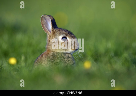 Europäischen Kaninchen (Oryctolagus Cuniculus), Youngster am Rand der Fuchsbau in Sommer, Großbritannien, Schottland, Cairngorm National Park Stockfoto