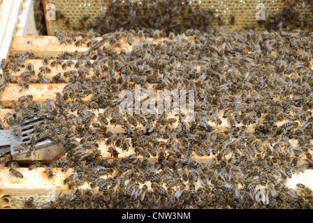 Honigbiene, Bienenkorb Biene (Apis Mellifera Mellifera), Bienen auf Holzrahmen im Bienenstock Stockfoto