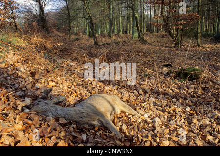 Reh (Capreolus Capreolus), männliche untergehen im Wald, Deutschland, Schleswig-Holstein Stockfoto