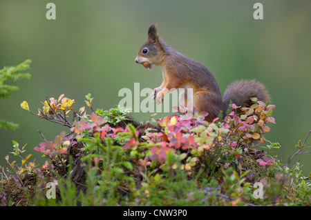 Europäische Eichhörnchen, eurasische rote Eichhörnchen (Sciurus Vulgaris), Nahrungssuche im herbstlichen borealen Wald, Norwegen, Nord-Tröndelag Stockfoto