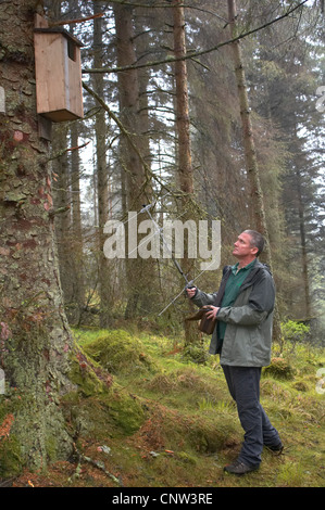 Europäischen Baummarder (Martes Martes), Conservation Officer Radio-Tracking Baummarder, Großbritannien, Schottland Stockfoto