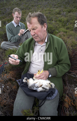 Kornweihe (Circus Cyaneus), RSPB Forscher klingeln, wiegen und Messen Kornweihe Küken im Nest, Assistent ist in Anbetracht die Ergebnisse, Großbritannien, Schottland, Sutherland Stockfoto