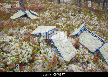 Rentier-Flechten, Rentier Moos, Karibu Moos (Cladonia Rangiferina), Körbe die Flechte aus Waldboden bestimmt für Floristen Markt, Norwegen, Hedmark geerntet Stockfoto