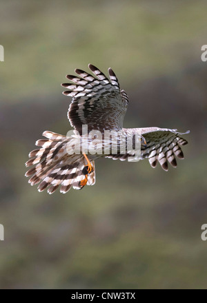 Kornweihe (Circus Cyaneus), erwachsenes Weibchen das nest, Großbritannien, Schottland, Sutherland in Beute bringen Stockfoto