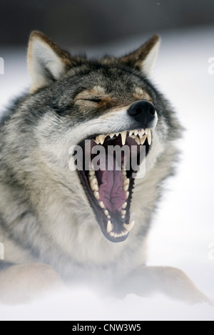 Europäische graue Wolf (Canis Lupus Lupus), sitzt auf einem Schneefeld, Gähnen, Norwegen Stockfoto