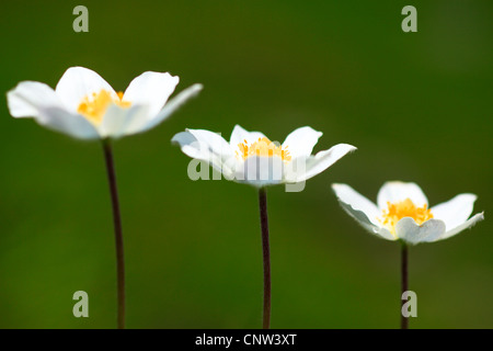 Alpine Anemone (Pulsatilla Alpina), drei Blumen nebeneinander, Österreich, Nationalpark Hohe Tauern Stockfoto