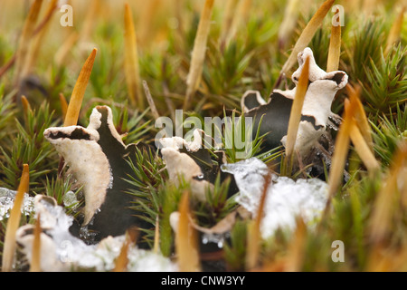 Nahaufnahme eines Natur-Geländes mit Pilzen, Flechten, Moos und bleibt der Schnee, Deutschland, Nordrhein-Westfalen Stockfoto