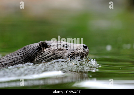 Europäischen Fischotter, europäischer Fischotter, eurasische Fischotter (Lutra Lutra), Porträt eines Tieres im ruhigen Wasser schwimmen Stockfoto