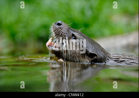 Europäischen Fischotter, europäischer Fischotter, eurasische Fischotter (Lutra Lutra), Porträt eines Tieres im ruhigen Wasser schwimmen Stockfoto