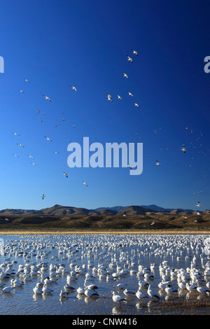 Schneegans (Anser Caerulescens, Chen Caerulescens), viele Menschen auf der Flucht und im Wasser, USA, New Mexico, Bosque del Apache National Wildlife Refuge Stockfoto