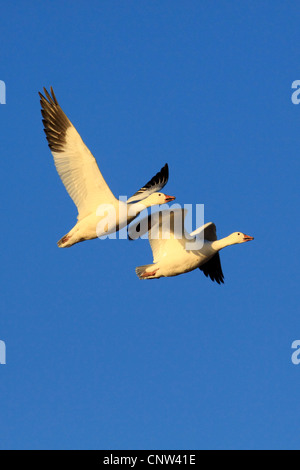 Snow Goose (Anser Caerulescens, Chen Caerulescens), zwei Personen fliegen, USA, New Mexiko, Bosque del Apache National Wildlife Refuge Stockfoto