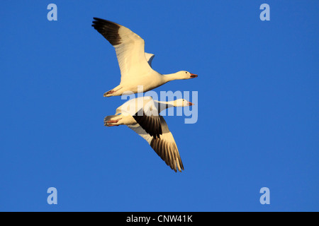 Snow Goose (Anser Caerulescens, Chen Caerulescens), zwei Personen fliegen, USA, New Mexiko, Bosque del Apache National Wildlife Refuge Stockfoto