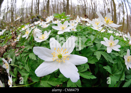 Buschwindröschen (Anemone Nemorosa), weiße Blüten von Buschwindröschen im Frühjahr, Deutschland Stockfoto