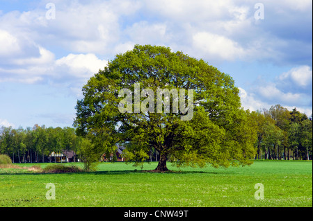 Rotbuche (Fagus Sylvatica), einziger Baum auf einer Wiese, Worpswede, Landkreis Osterholz, Niedersachsen, Deutschland Stockfoto