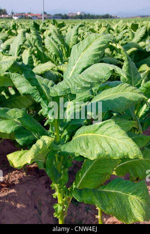 Kultivierte Tabakfeld, Italien, Veneto, gemeinsame Tabak, Tabak und Tabak (Nicotiana Tabacum) Stockfoto