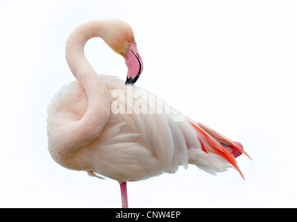 Rosaflamingo (Phoenicopterus Roseus, Phoenicopterus Ruber Roseus), putzen Stockfoto