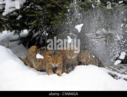 Europäische Wildkatze, Wald Wildkatze (Felis Silvestris Silvestris), Welpen sitzen unter einer Fichte, Deutschland Stockfoto