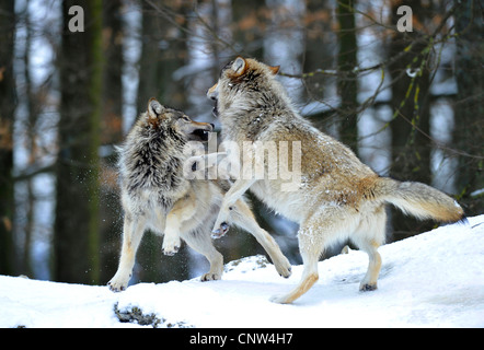 Timber Wolf (Canis Lupus LYKAON), zwei kämpfende Individuen Stockfoto