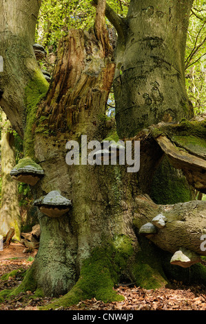 Reinhards Wald, Urwald Sababurg im Frühjahr, Deutschland, Hessen Stockfoto